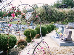 早春の個別（90㎝）墓地付近の情景